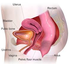 pelvic floor dysfunction 6 types of