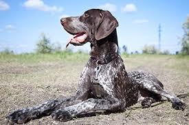 Diagnosing bone cancer in dogs. Osteosarcoma Bone Cancer In Dogs