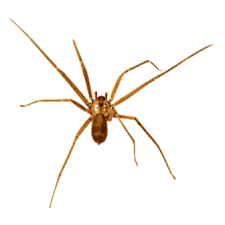 brown recluse spiders in florida