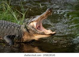 155,796 Alligator Images, Stock Photos & Vectors | Shutterstock