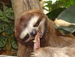 tree sloth