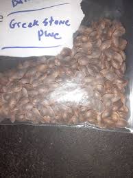 Greek Stone Pine Tree Seeds