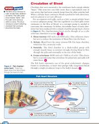 Two chambered heart occurs in a crocodiles b fish c class 11 biology cbse. Section 1 The Fish Body Jourdantonisd Net Pages 1 22 Flip Pdf Download Fliphtml5