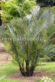 The best way to keep all diseases away is to cut back any dead or decaying fronds that can occasionally infect the queen palm. Arenga Engleri Dwarf Sugar Palm Buy Seeds At Rarepalmseeds Com