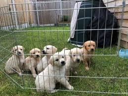 English cream to pale gold. Akc Registered Chunky Golden Retriever Puppies Cleveland For Sale Cleveland Pets Dogs