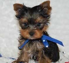 Home of finest purebred teacup yorkies registered with akc. Akc Teacup Yorkie Puppy For Free Adoption Buy In Salt Lake City