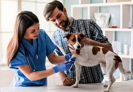 Our mobile app is a convenient tool to help you schedule appointments, reorder medication and access valuable pet resources. 5 Benefits Of Visiting An Animal Hospital In Pensacola New York Dog Nanny
