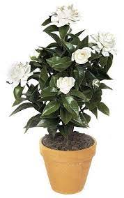 Gardenia Bush