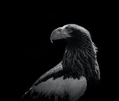 30k+ Black Eagle Pictures