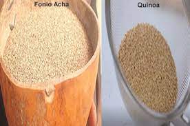 Is Quinoa Same As Acha gambar png
