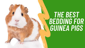 Best Bedding For Guinea Pigs