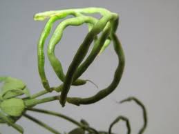 Coronilla repanda (Poir.) Guss. | Flora of Israel Online