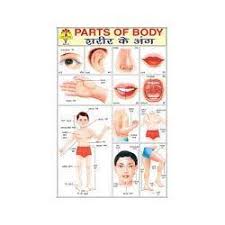 Parts Of Body Educational Chart United Publication New
