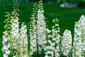 75 White Flower Types With Names And