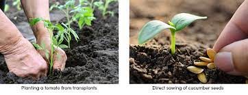 factors for proper planting management
