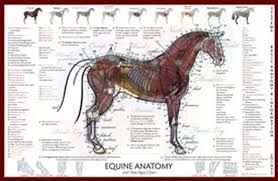 Equine Anatomy Vital Signs Poster
