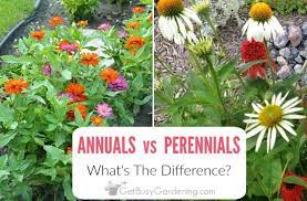 Examples of the annual flowers: Annuals Vs Perennials What S The Difference Get Busy Gardening