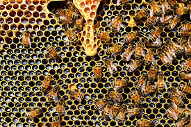 apis mellifera bee beehive