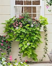 19 colorful window box ideas to