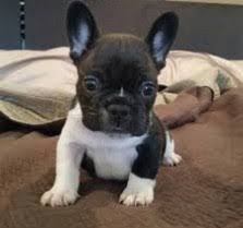 The french bulldog's grooming needs are low compared to many other dog breeds. Males Females French Bulldog Puppies For Sale Kennel Club Registered Get A Pet