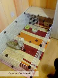 cavy cage cochon d inde