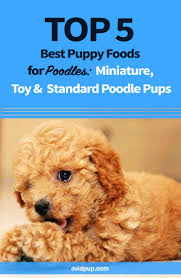 Top 5 Best Puppy Foods For Poodles Miniature Toy