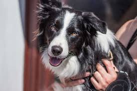 200 border collie names for your