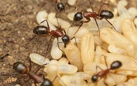 carpenter ant identification
