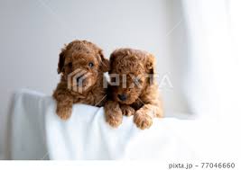 puppy toy poodle stock photo