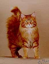 List Of 15 Different Colors Of A Maine Coon Cat Maine