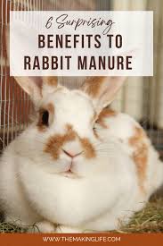 6 surprising rabbit manure benefits