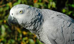 What You Need To Know About Lifespan African Grey Parrot
