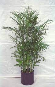 Bamboo Palm Plant How To Care For The