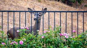 7 types of deer fencing for gardens