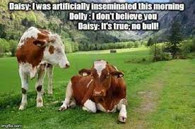 Adam & eve were the. So Funny And Most People Won T Get It Cows Funny Dog Jokes Farm Humor