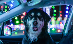 the best dog friendly holiday light