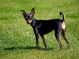 all about the russian toy terrier pet