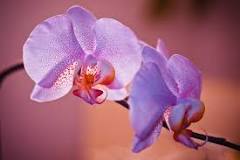 how-often-should-orchids-be-watered