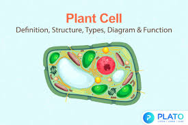 plant cell definition structure