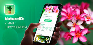 This app, which uses ai to identify flowers. Natureid Identify Plants Flowers Trees Leaves Apps On Google Play