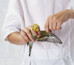 how to safely clip your bird s wings