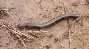 how to get rid of millipedes in your