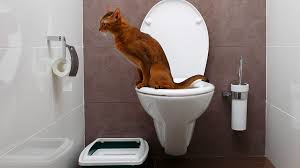 Train Your Cat To Use A Human Toilet