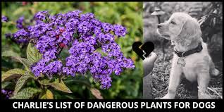 Dangerous Plants For Dogs