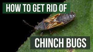 how to get rid of chinch bugs 4 easy