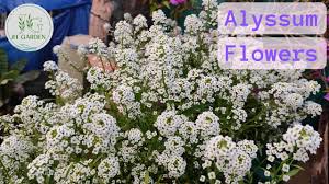 how to get maximum flowers in alyssm