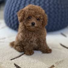 toy poodle woodland family pets