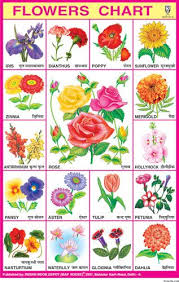 Flowers Chart Big Flower Chart Flower Names Flowers