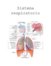 sistema respiratorio anatomía