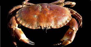 Le crabe mue-t-il au cours de sa vie ? | Dossier